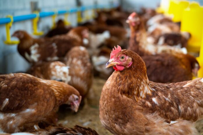 Chicken