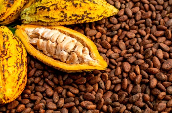 Cocoa Bean Shortage