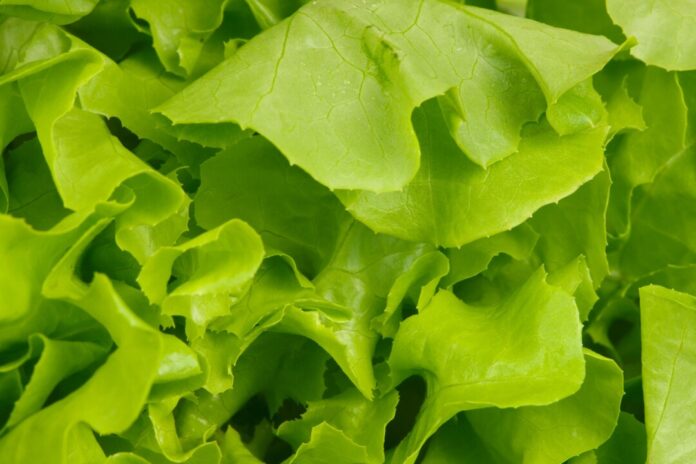 Lettuce