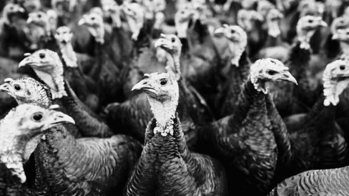 Turkey Shortage